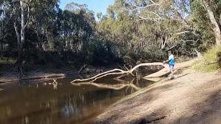 Chasing The Elusive Murray Cod       (Fishing & Camping)