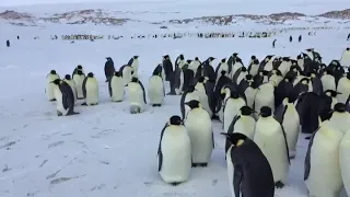 Antarctican emperor penguin 🐧