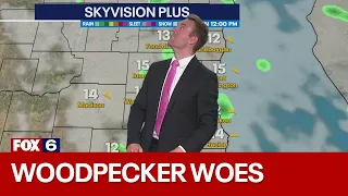Woodpecker woes on the FOX6 Weather Deck | FOX 6 News Milwaukee