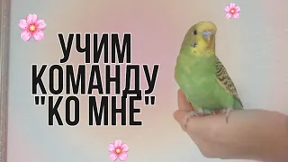 учим команду "Ко мне" за 5 дней|| Crazy parrot