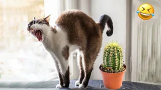 New Funny Cat and Dog Videos 😹🐶 Funniest Animals 🤣