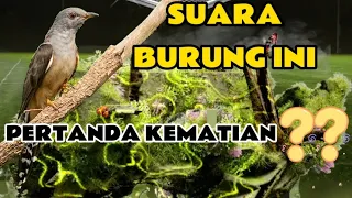 BURUNG KEDASIH  dengan mitos yang viral sejak dulu.