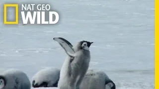 A Young Penguin’s First Plunge | Wild Antarctica