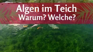 Warum Algen im Teich? Welche Algen habe ich? Fadenalgen & Schwebealgen