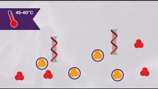 How to get high specificity one-step RT-PCR results