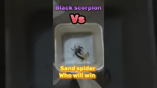 Black scorpion 🦂 vs camel spider