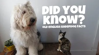 10 Interesting Old English Sheepdog FACTS┃Ed&Mel