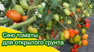 Посев детерминантных (низкорослых) томатов для открытого грунта