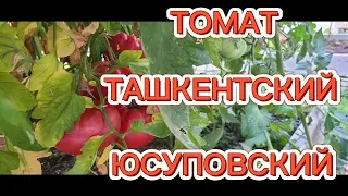 ТОМАТ ТАШКЕНТСКИЙ ЮСУПОВСКИЙ. ОБЗОР КУСТА И ПОМИДОР 🍅.  ВКУСНЫЕ РОЗОВЫЕ ПОМИДОРЫ.