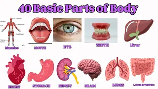 40 Basic Parts of Body | Daily use English | listen and practice #spokenenglish  #bodyparts.