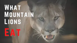 What Mountain Lions Eat, The Cougar Prey List