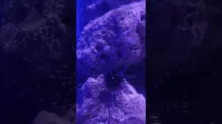 Diadema Setosum ( Sea Urchin ) Aquarium in Lviv Oceanarium | Океанаріум | Akwarium