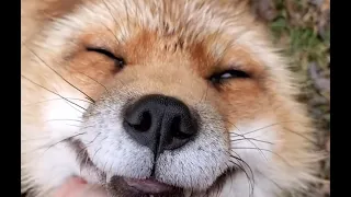 Finnegan fox cutest times, Finnegan fox laughing (all credit and footage from saveafox link in desc)