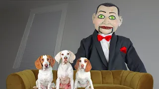 Dogs vs Demon Doll Billy from Dead Silence: Funny Dogs Maymo, Potpie & Indie Not Scared of Prank