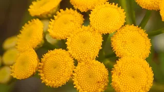 Пижма обыкновенная Tanacetum vulgare