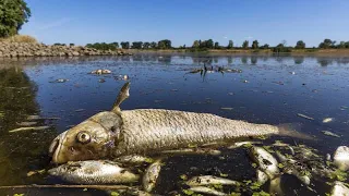 Tausende tote Fische in der Oder offenbar ein "Umweltdelikt"