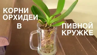 Корни ОрХиДеИ НУЖНО ДОСТАТЬ после покупки ДО пересадки! Орхидея в ПИВНОЙ КРУЖКЕ!