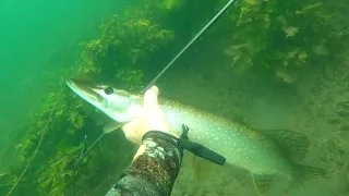 Сентябрь 2021 подводная охота, река Пьяна