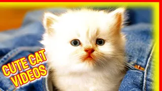 Cute Cat Videos 🤣 Funny Cats 😸 Cute Kittens