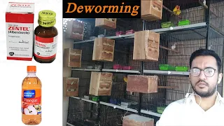 What is Deworming? | How to deworming of birds | Deworming tips | Birds Deworming medicine | Urdu