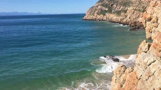 Great White Shark Hunting Seals in Robberg Nature Reserve, Plettenberg Bay (Seal Gives Finger)