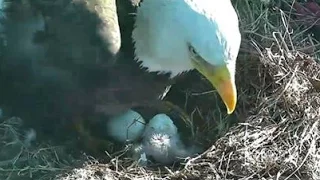 Baby Eagle Hatches at National Arboretum