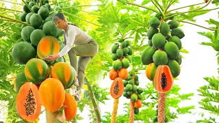 FULL Video: 60 Days Harvesting Papaya Fruit & Underground Wild Tuber Goes To Market Sell