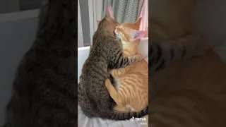 Very romantic cats oh how cute they are 😭❤️🤤😌