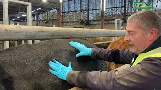 How to body condition score a suckler cow