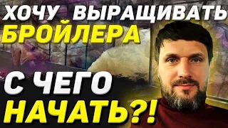 Хочу выращивать бройлера, с чего начать? Выращивание бройлера, бизнес на бройлере кобб 500