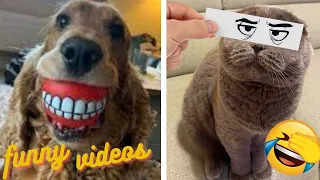 Funny Animal Videos That Make Me Laugh Uncontrollably 😂( Cute )