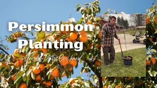 Planting a Giombo Persimmon Tree | Exclusive Orchard Footage & Planting Insight