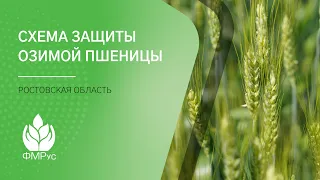 Схема защиты озимой пшеницы в Ростовской области.