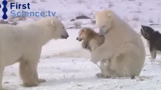 Дружба белых медведей и собак)