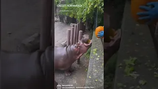 Hippos at the Philadelphia Zoo snack on pumpkins! #shorts