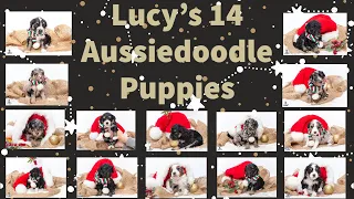 Lucy's 14 Aussiedoodle Puppies