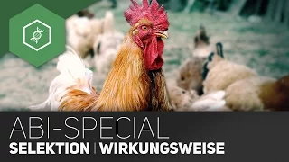 Evolution Abi-Special - Selektion und Wirkungsweisen