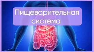 Пищеварительная система | Частная гистология