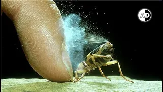 The Bombardier Beetle: A Small Insect with a Big Defense