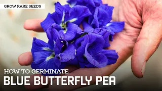 Grow Rare Seeds | How To Germinate Butterfly Pea Vine