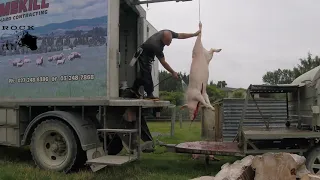 New Zealand Pig homekill (real time)