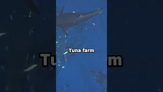 I Dived Into A Commercial Tuna Farm 🍣