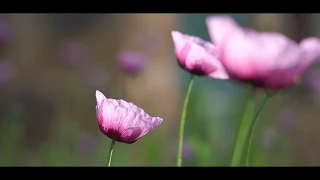 Sony E 55-210mm OSS // Cinematic Test Film