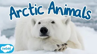 What Animals Live in the Arctic? | Where is the Arctic for Kids