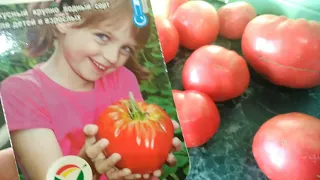 Эти томаты 🍅выдали поразительный результат💯Вес, разрез👍Точно посажу в 2021году📌