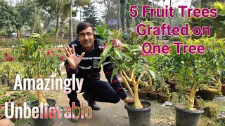5 Fruit Trees Grafted on One Tree !