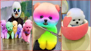 Tik Tok Chó Phốc Sóc Mini 😍 Funny and Cute Pomeranian #115