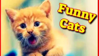 Cute Cat Videos 2021 Vol#9 😹 Funny Cat Videos 2021 🙀 Cute Kittens