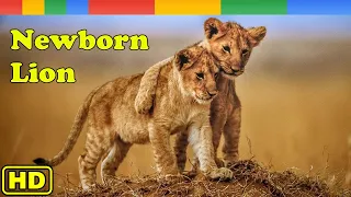 Lion Documentary - Newborn Lion Battle For Survival - Nat Geo Wild Documentary HD