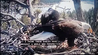 You don't want to miss this video of Wildlife Fans Fear for Bald Eagle Eggs is a must-see #baldeagle